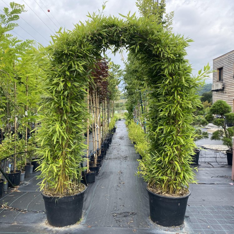 Bambus (Phyllostachys bissetii) - výška 250 cm, kont. 2xC60L – BRÁNA (-26°C)